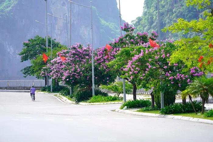 Hoa bằng lăng nhuộm tím phố phường Hạ Long-3