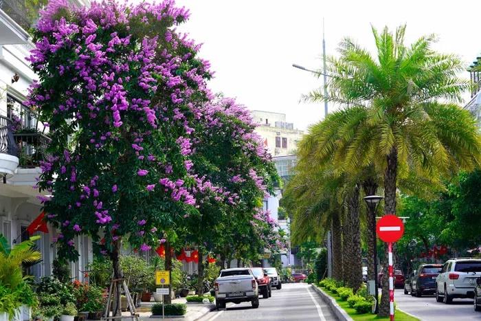 Hoa bằng lăng nhuộm tím phố phường Hạ Long-4