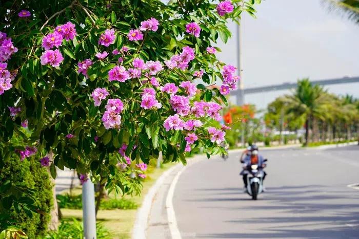 Hoa bằng lăng nhuộm tím phố phường Hạ Long-5