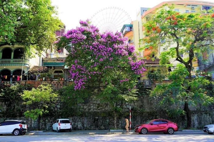 Hoa bằng lăng nhuộm tím phố phường Hạ Long-6