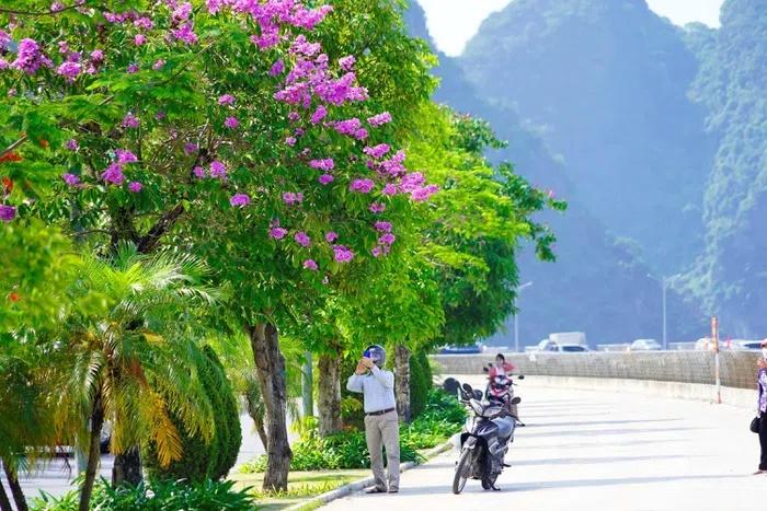 Hoa bằng lăng nhuộm tím phố phường Hạ Long-7