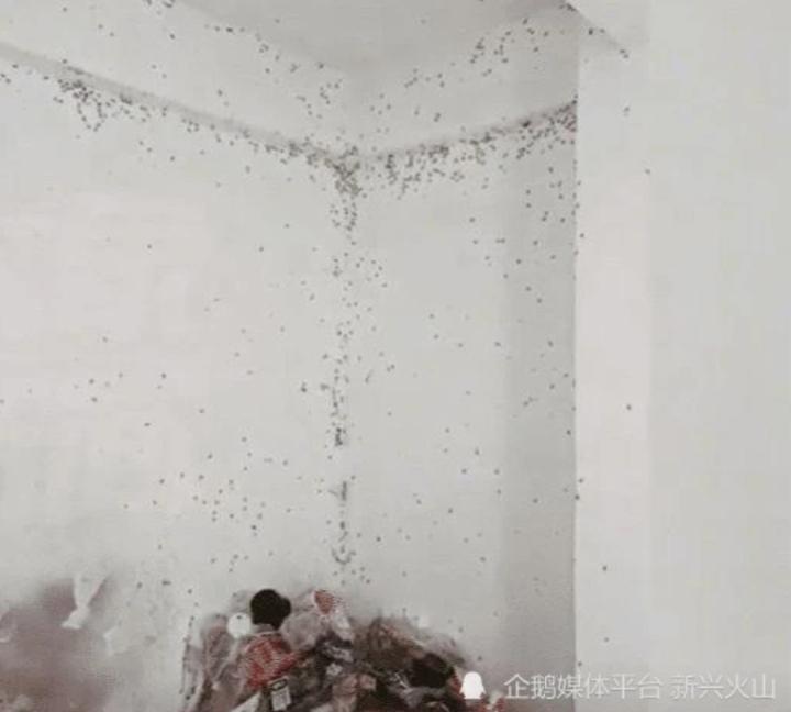 Thấy gián bò hôi rình, chủ nhà ngã vật khi mở cửa căn hộ cho thuê-2