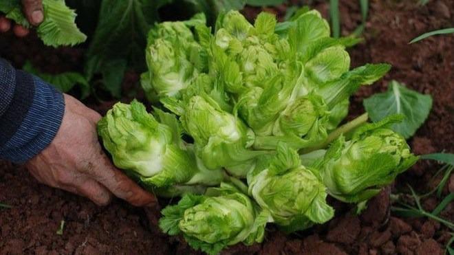 Việt Nam có 4 loại rau giá đắt hơn cả thịt cá-4