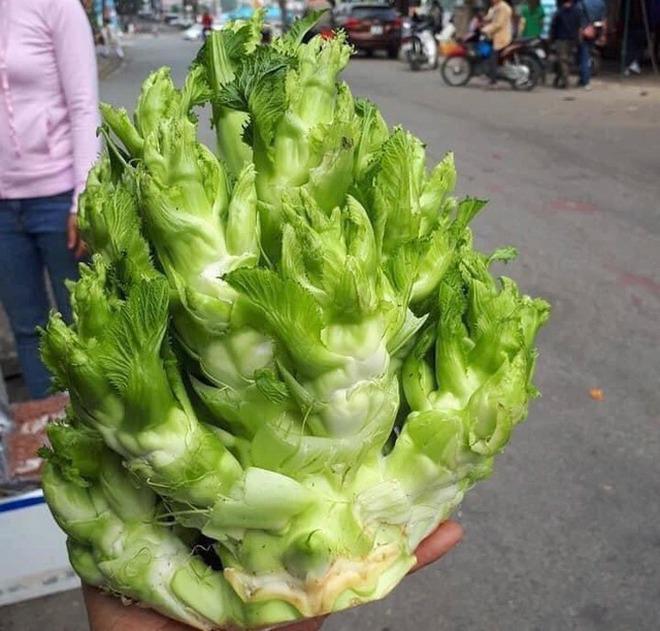 Việt Nam có 4 loại rau giá đắt hơn cả thịt cá-5
