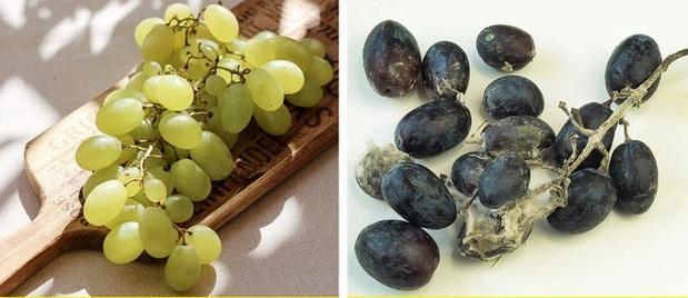 5 cặp rau củ tuyệt đối không bảo quản chung, tránh hủy diệt lẫn nhau-1