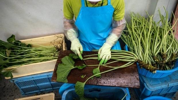 Vì sao củ wasabi tươi ăn kèm sushi Nhật luôn đắt đỏ nhất thế giới?-5