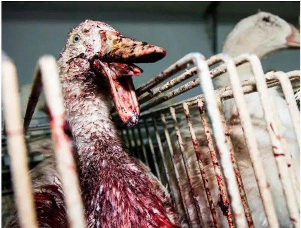 Món ăn kinh dị bị cấm nhưng giới quý tộc nhiều người săn lùng-2