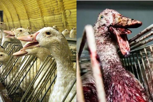 Món ăn tươi sống vẫn nhảy múa trong miệng thực khách-11