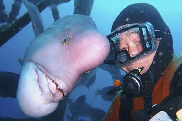 Unbelievable friendship lasting 30 years of an old man and a fish