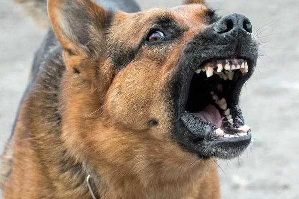 Vụ nữ chủ nhà bị chó Pitbull cắn tử vong: Tiêu hủy con chó-2