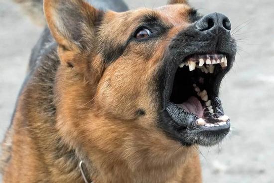3 cháu bé ở Quảng Nam bị chó cắn, 1 cháu tử vong
