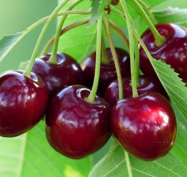 Loại quả rẻ như rau ở nước ngoài về Việt Nam thành thứ đốt tiền-1