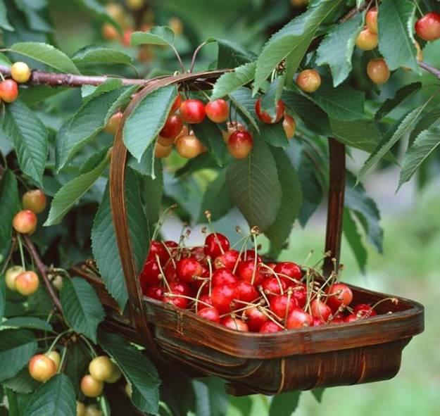 Loại quả rẻ như rau ở nước ngoài về Việt Nam thành thứ đốt tiền-4