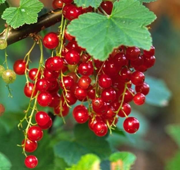 Loại quả rẻ như rau ở nước ngoài về Việt Nam thành thứ đốt tiền-7