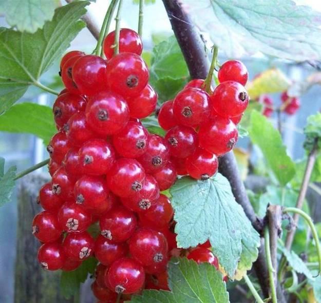 Loại quả rẻ như rau ở nước ngoài về Việt Nam thành thứ đốt tiền-10