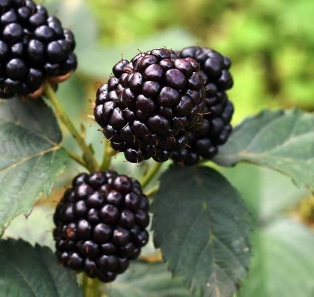 Loại quả rẻ như rau ở nước ngoài về Việt Nam thành thứ đốt tiền-12