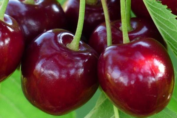 Loại quả bên ngoài giống mít non, chiên giòn lại bùi ngọt như khoai-7