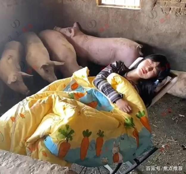 Cô gái thích ngủ trong chuồng lợn, múa hát cho đàn con nghe-2