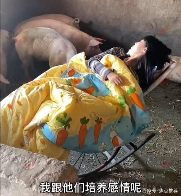 Cô gái thích ngủ trong chuồng lợn, múa hát cho đàn con nghe-3