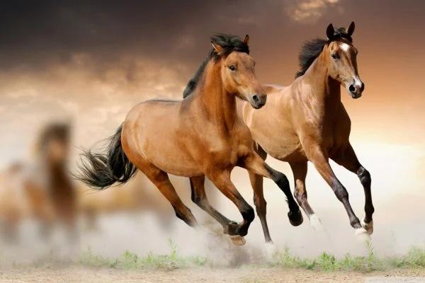 3 con giáp đen đủi đủ đường trong 6 tháng cuối năm 2022-3