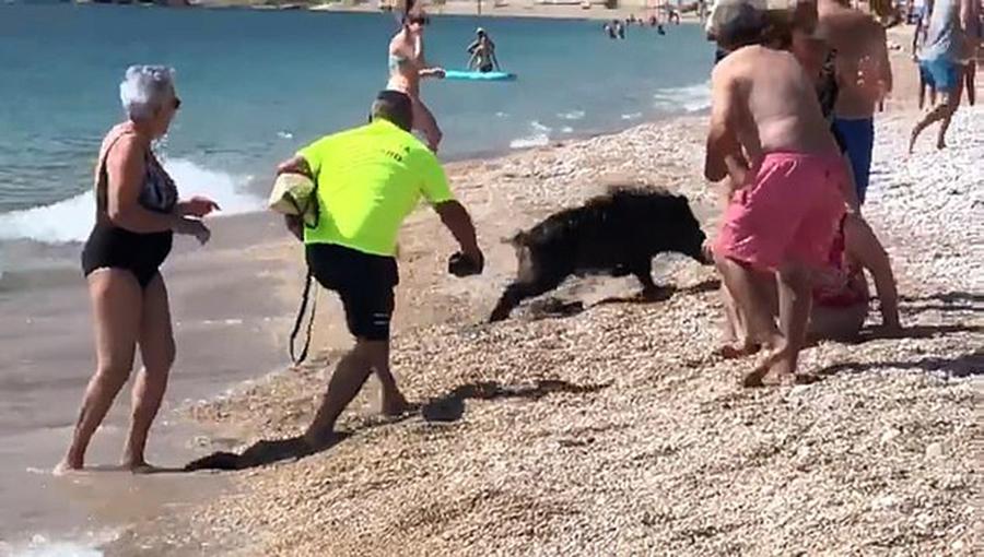 Tây Ban Nha: Lợn rừng đại náo bãi biển và chọc tức du khách khỏa thân-1