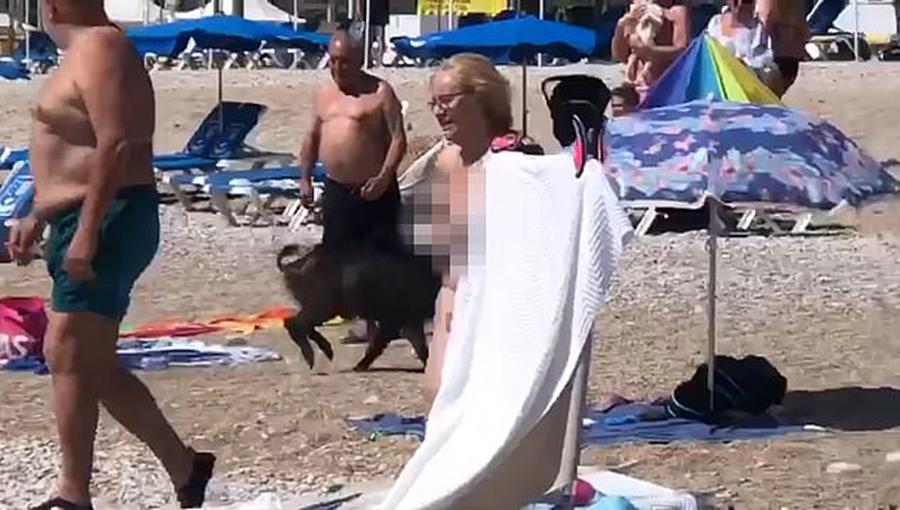 Tây Ban Nha: Lợn rừng đại náo bãi biển và chọc tức du khách khỏa thân-2