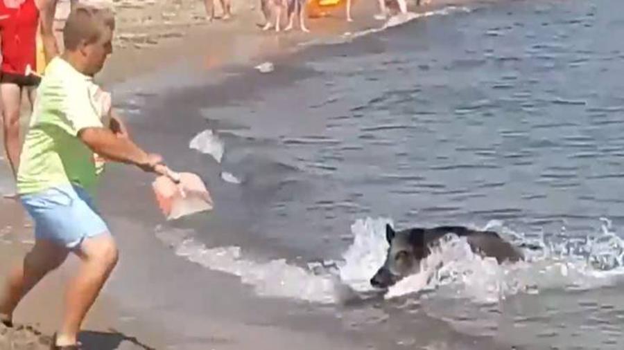 Tây Ban Nha: Lợn rừng đại náo bãi biển và chọc tức du khách khỏa thân-3