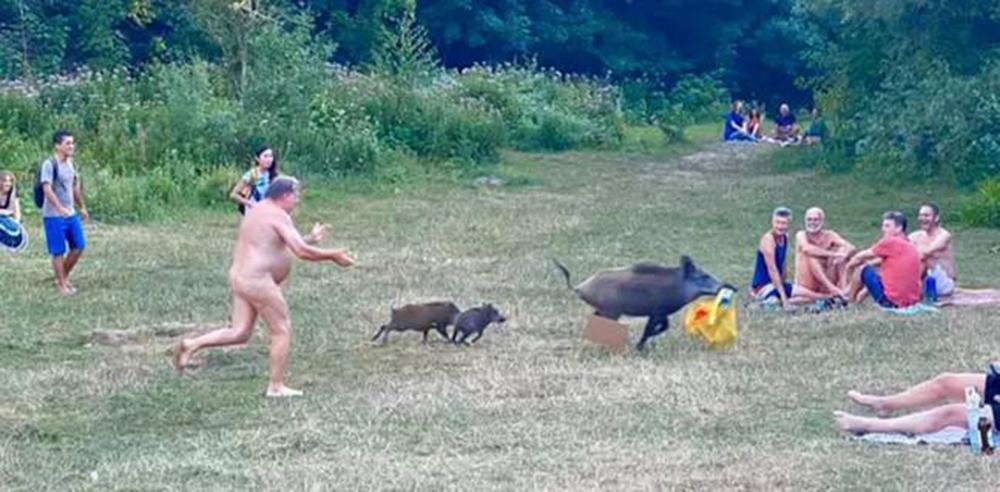 Tây Ban Nha: Lợn rừng đại náo bãi biển và chọc tức du khách khỏa thân-4