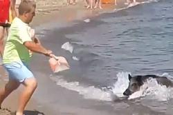 Tây Ban Nha: Lợn rừng 'đại náo' bãi biển và chọc tức du khách khỏa thân