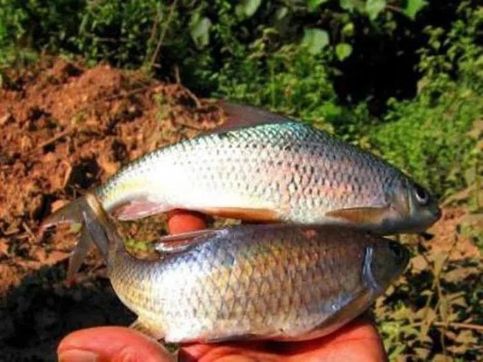 Loài cá được ví như lộc trời ban, là đặc sản được săn lùng-2