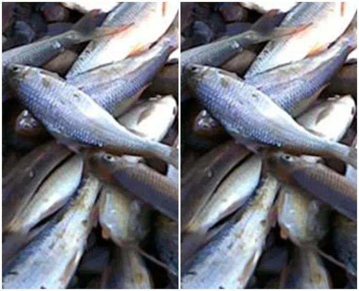 Loài cá được ví như lộc trời ban, là đặc sản được săn lùng-6
