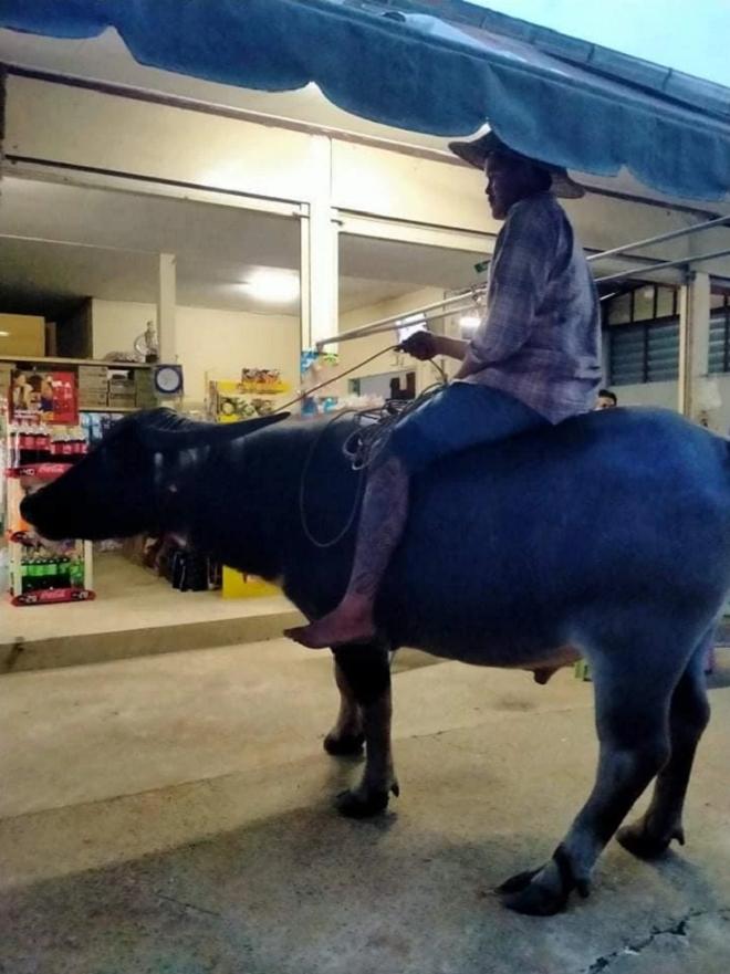 Người đàn ông cưỡi trâu thay xe máy, tiết kiệm giữa bão giá xăng-1