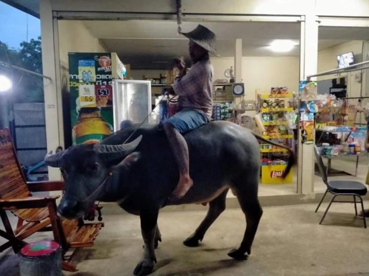 Người đàn ông cưỡi trâu thay xe máy, tiết kiệm giữa bão giá xăng-2