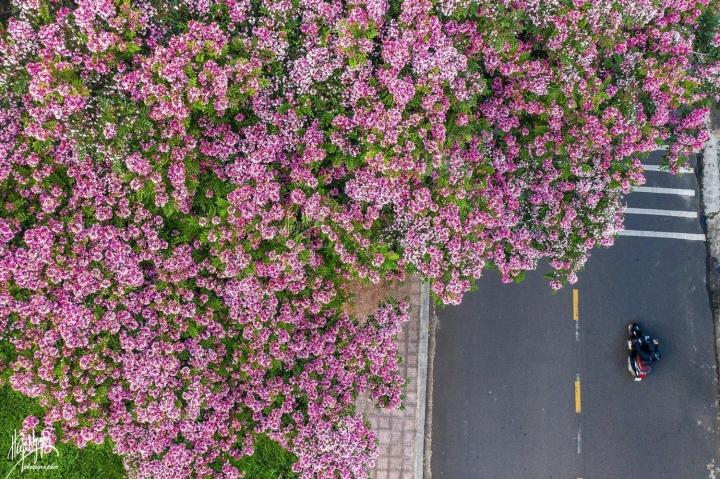 Đà Lạt mùa hè vẫn đẹp rụng rời bởi màu sắc ngọt ngào hoa phượng hồng-1