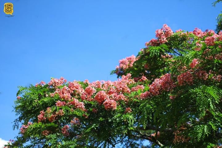 Đà Lạt mùa hè vẫn đẹp rụng rời bởi màu sắc ngọt ngào hoa phượng hồng-2