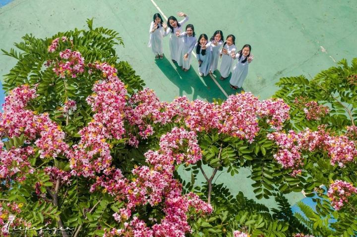 Da Lat is still beautiful in summer because of the sweet colors of pink phoenix flowers-3