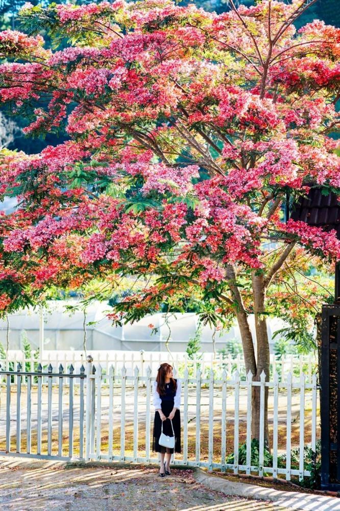 Da Lat is still beautiful in the summer because of the sweet colors of pink phoenix flowers-4