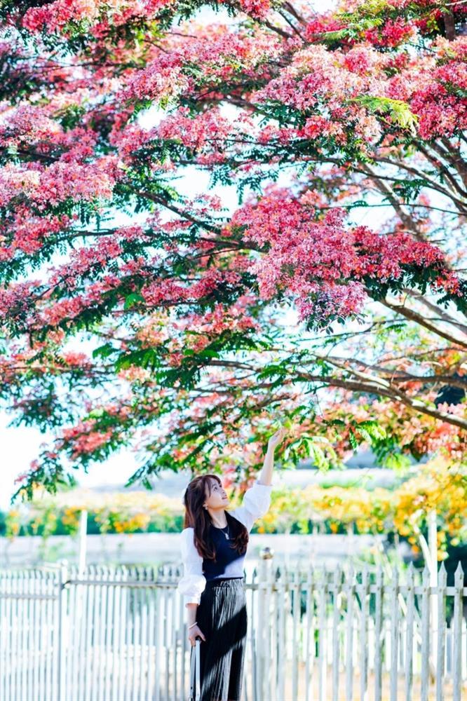 Da Lat is still beautiful in the summer because of the sweet colors of pink phoenix flowers-5