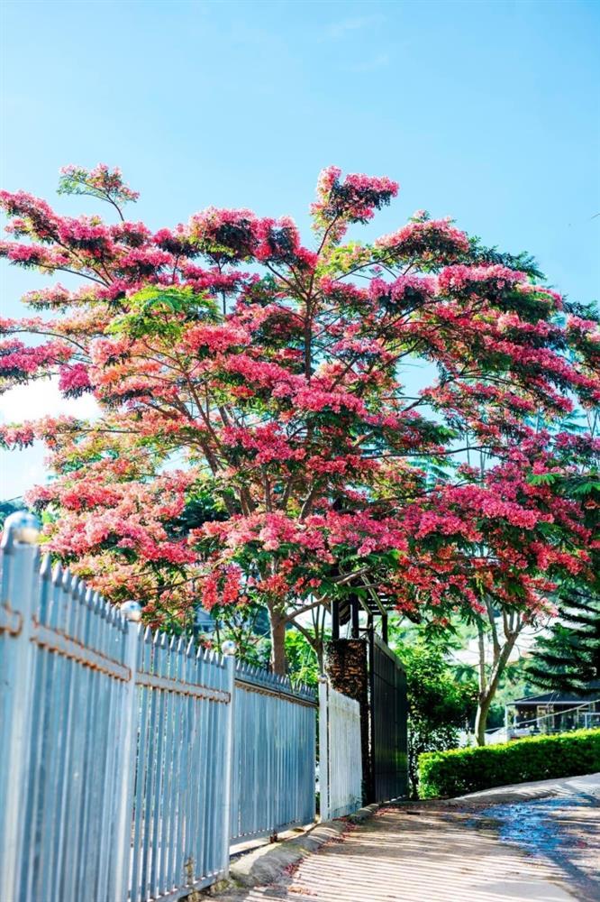 Da Lat is still beautiful in summer because of the sweet colors of pink phoenix flowers-6