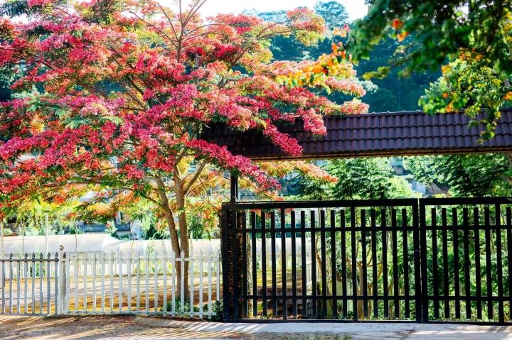 Da Lat is still beautiful in summer because of the sweet colors of pink phoenix flowers-7