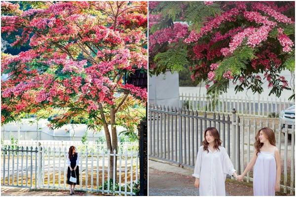 Da Lat is beautiful in summer because of the color of pink phoenix flowers