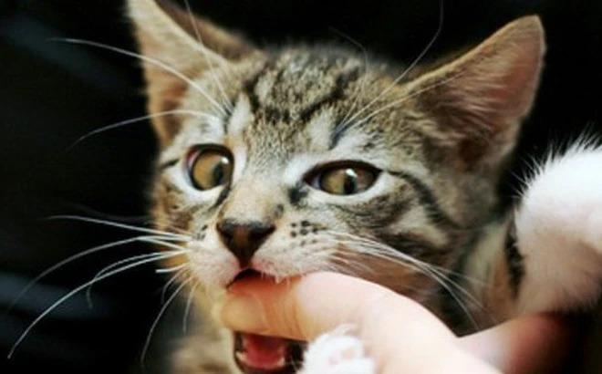 Một thiếu nữ ở Buôn Ma Thuột tử vong sau khi bị mèo cắn-1