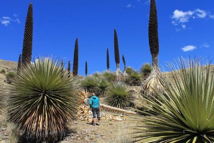 Chiêm ngưỡng khu vườn của các khóm dứa khổng lồ chỉ ra hoa 1 lần-4