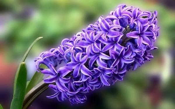 5 kinds of flowers that block fortune, suck up luck if left in the house-4