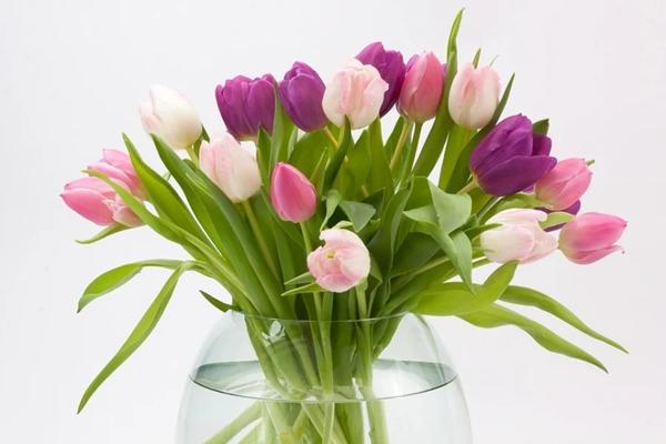 5 loại hoa chặn đứng tài lộc, hút cạn may mắn nếu để trong nhà-5