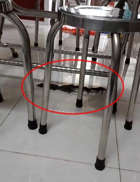 Chuột làm đám cưới trong nhà, người kêu may mắn, kẻ khuyên xả xui-2