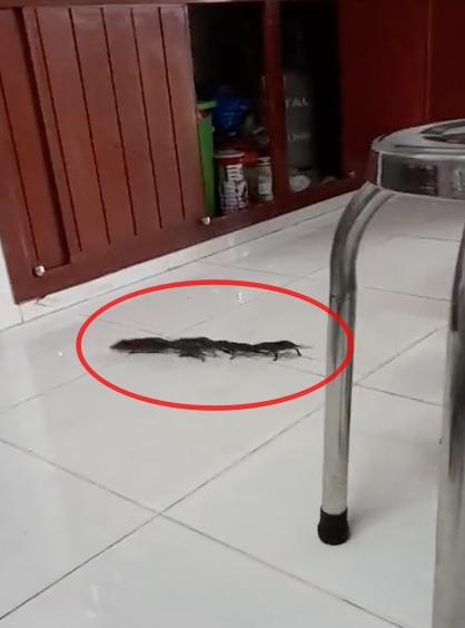 Chuột làm đám cưới trong nhà, người kêu may mắn, kẻ khuyên xả xui-3