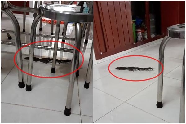 Rats make a wedding in the house, good luck or bad luck