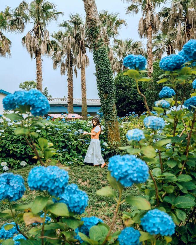 Father Garden - một khu vườn trồng cẩm tú cầu xanh nổi tiếng ở Jeju. Ảnh: Instagram sophie_phj.