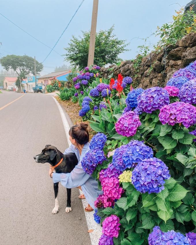 Hàng rào đá trên đảo cũng trở nên thơ mộng hơn nhờ những bông cẩm tú cầu nổi bật trên nền đen. Thời điểm này không khí Jeju chưa quá nóng, rất thích hợp dành cho người yêu hoa, muốn đi biển thưởng thức hải sản và thảnh thơi dạo phố, uống cà phê. Hoa sẽ nở đến khoảng trung tuần tháng 7, trước khi Hàn Quốc bước vào những ngày nắng nóng cao điểm giữa mùa hè. Ảnh: Instagram tut_nungil.